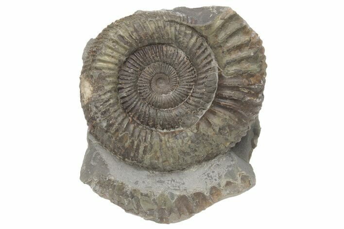 Ammonite (Dactylioceras) Fossil - England #211638